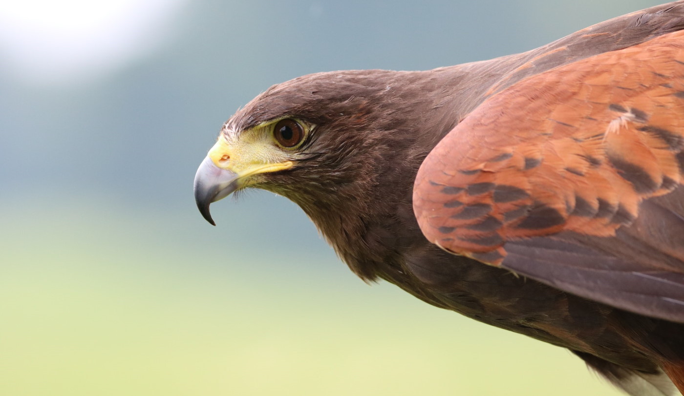 Ireland School of Falconry - Birds of Prey Experience 1