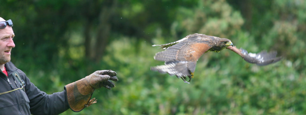 Killarney Falconry - Hawk Walks lrg
