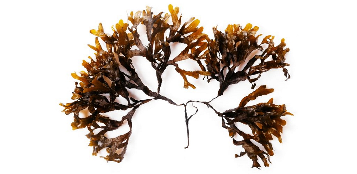 Seatheory - Ecological Hair Health 1